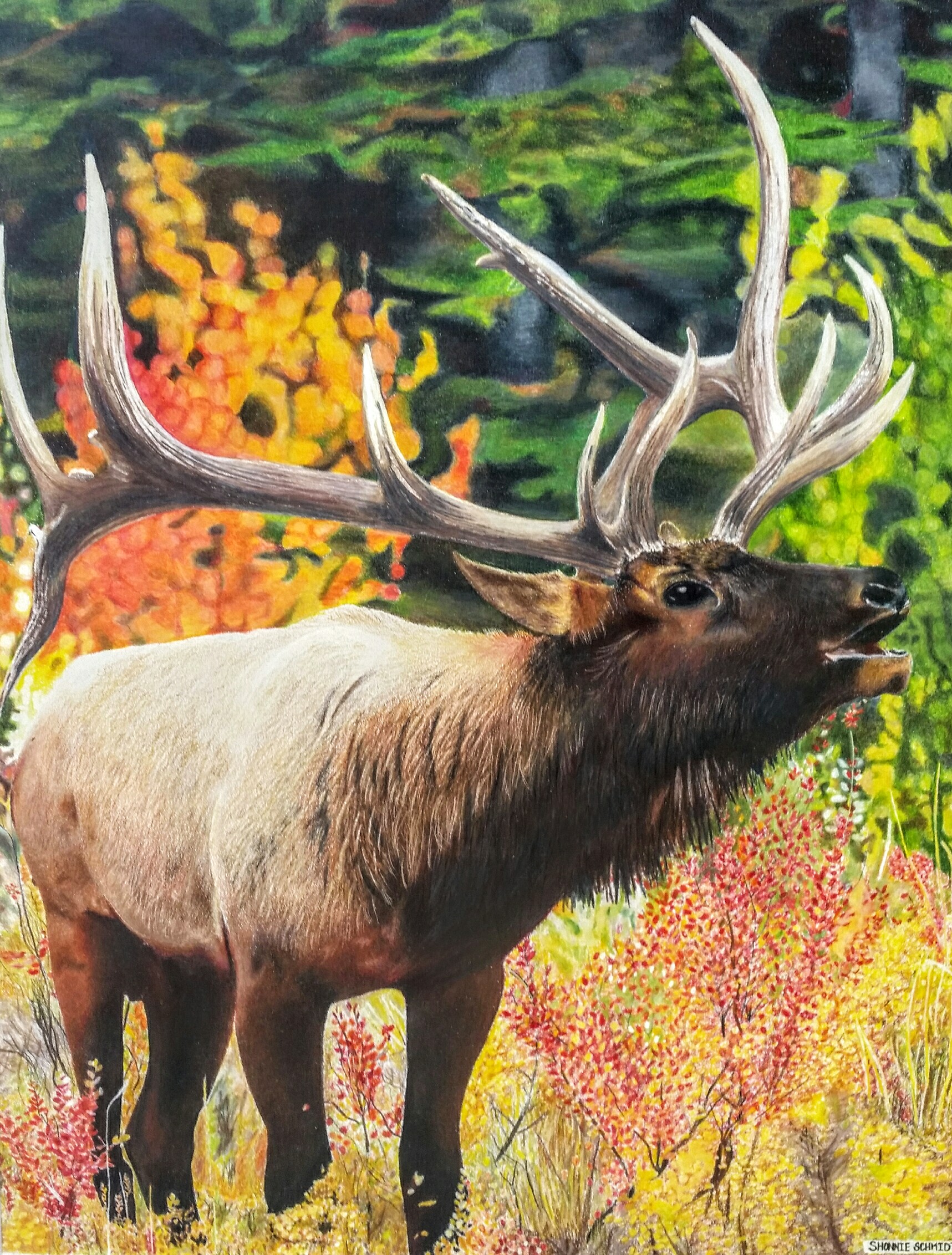 Elk in the Wild